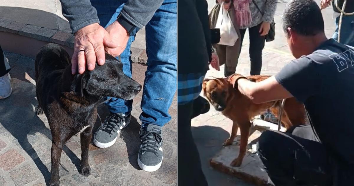 Ambas mascotas se encontraban bien