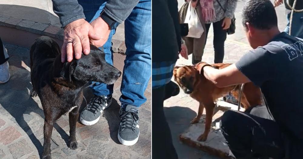 Ambas mascotas se encontraban bien