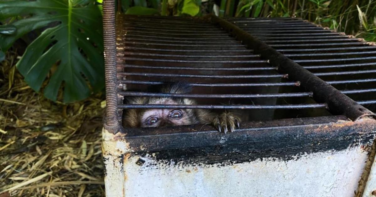 Las especies estaban en condiciones deplorables