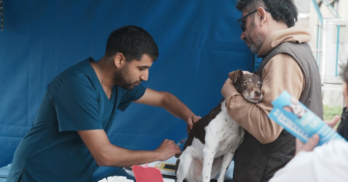 La vacuna antirrbica se aplica en el Hospital de Animales y en operativos barriales