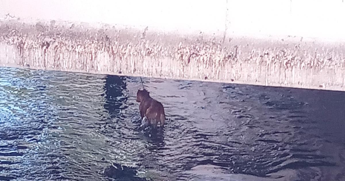 Uno de los perros rescatados- un pitbull color marrón