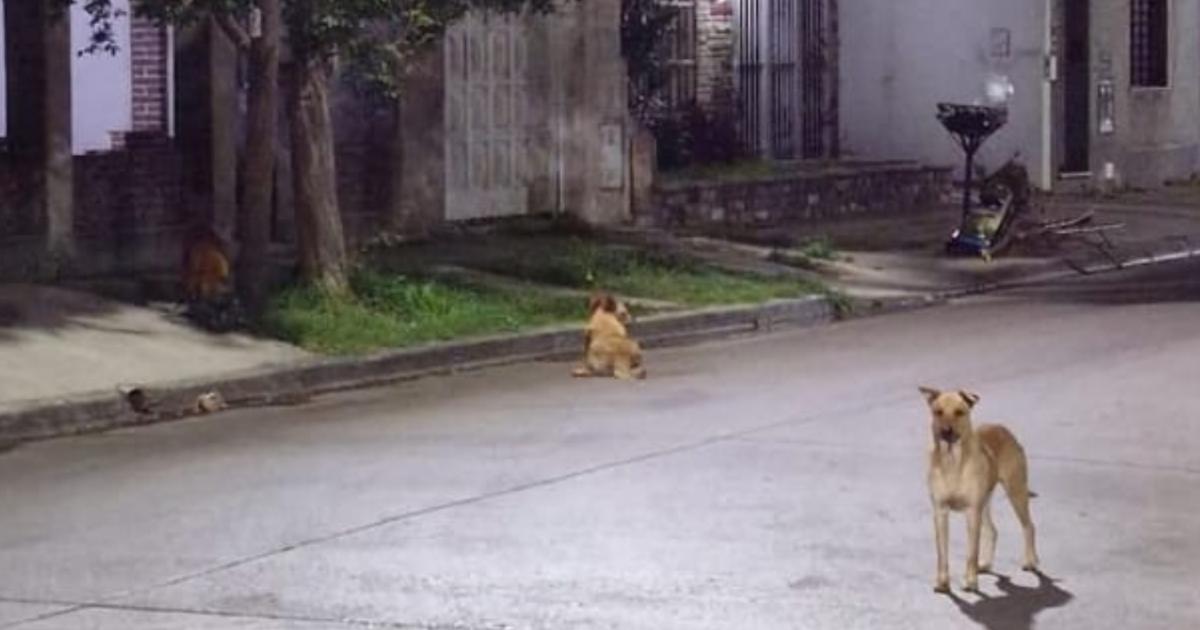 Uno de los vecinos les pudo sacar una foto