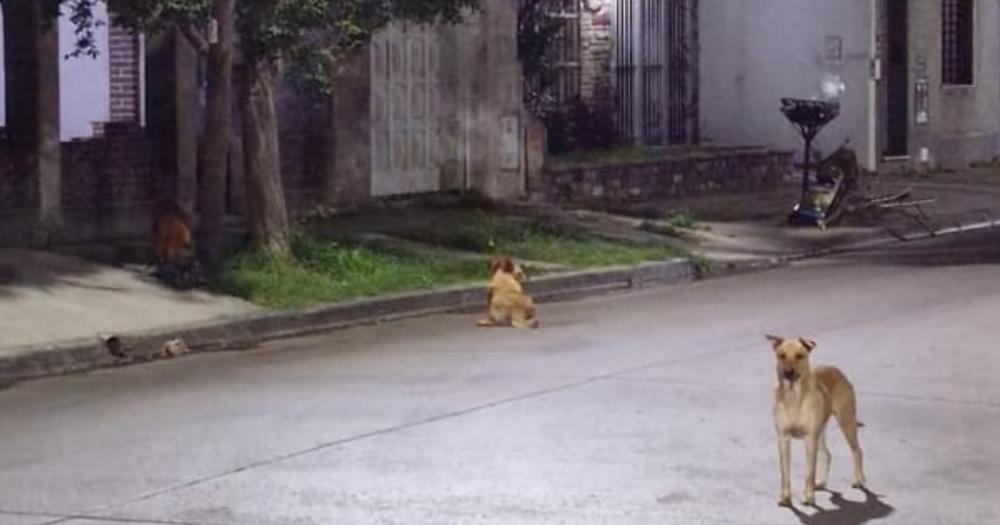 Uno de los vecinos les pudo sacar una foto