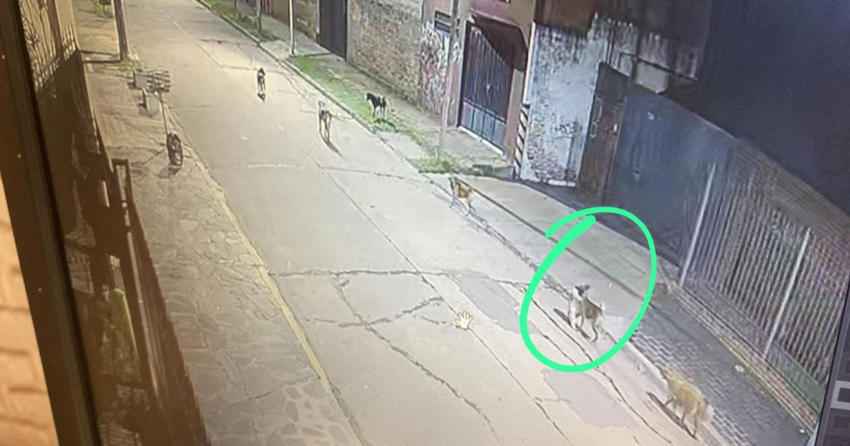Los perros fueron captados por cmaras de seguridad