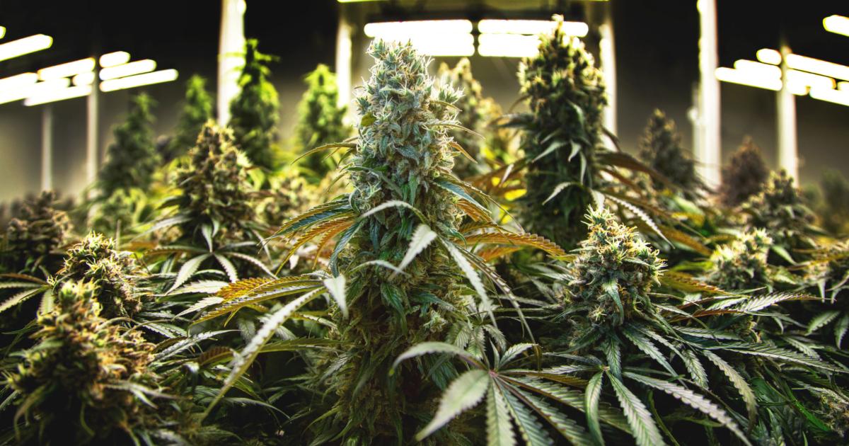 Se incautaron plantas y siete kilos de cogollos