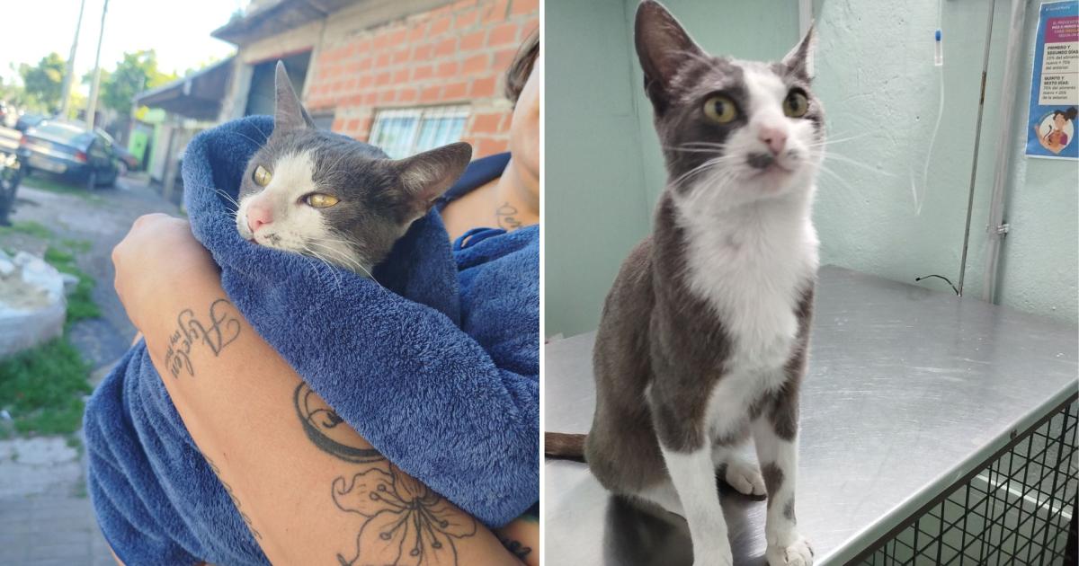 El gato ya est fuera de peligro