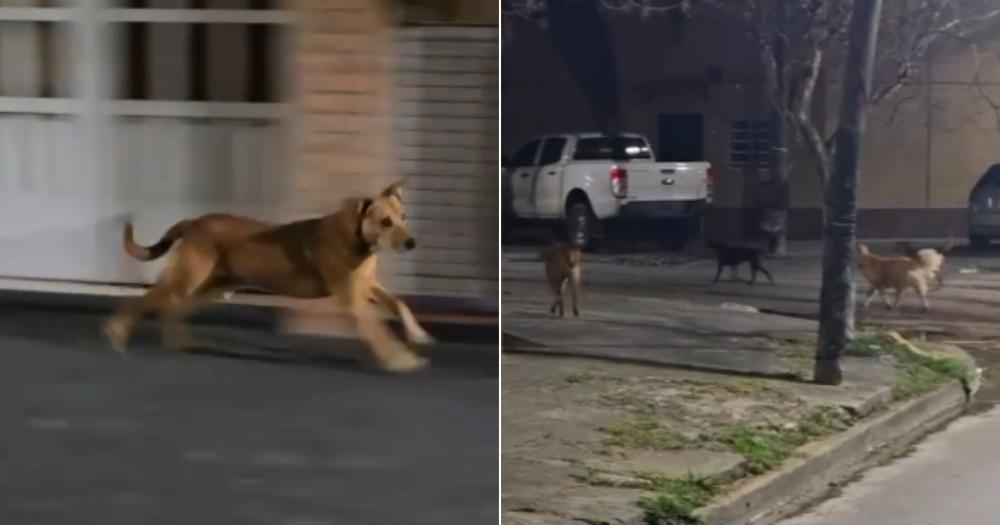 Testigos filmaron a los perros mientras escapaban