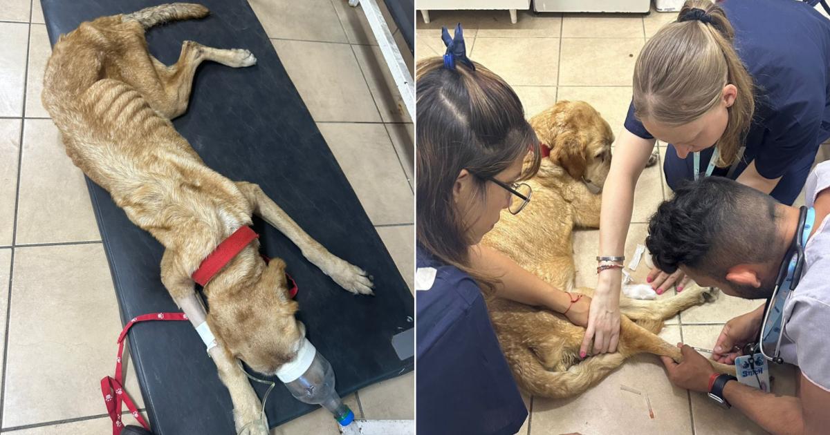 El galgo rescatado meses atrs por Zoonosis de Lomas de Zamora