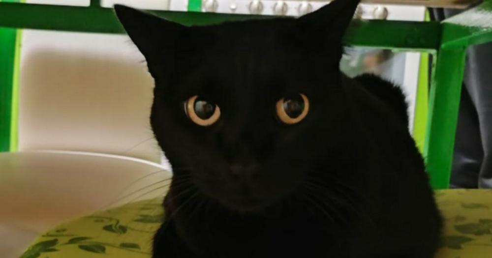 Los gatos negros víctimas preferidas de las sectas y sus rituales