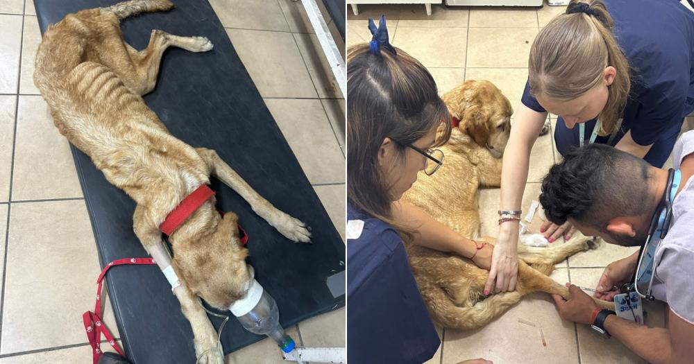 El galgo rescatado meses atrs por Zoonosis de Lomas de Zamora