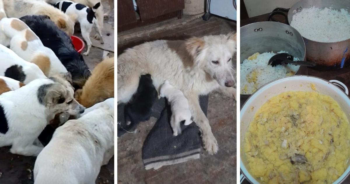 Necesitan de todo para seguir asistiendo a tantos perritos