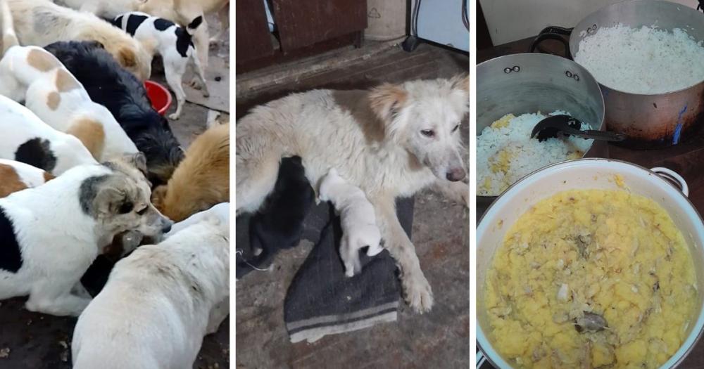 Necesitan de todo para seguir asistiendo a tantos perritos