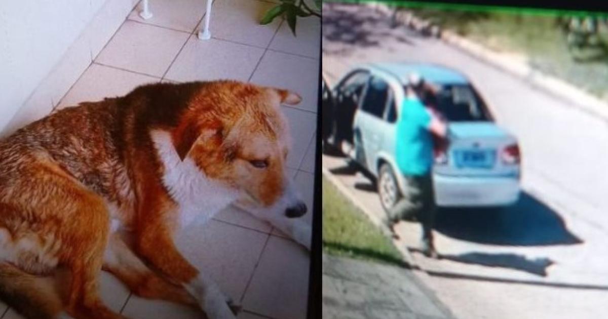 Quieren dar con el paradero del perrito comunitario de Parque Barón