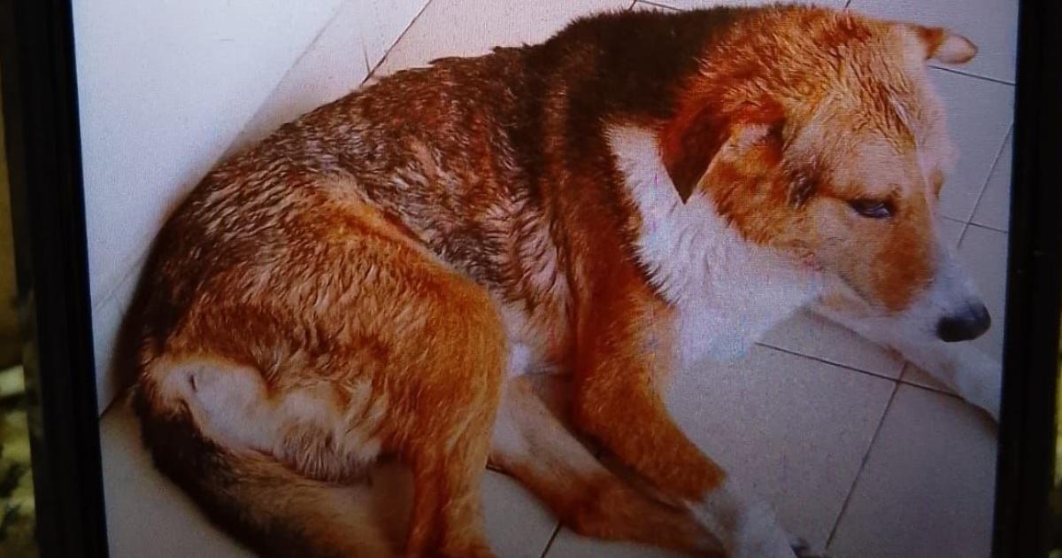 Huesos tiene ms de 10 años y un problema en la cadera por lo que est medicado