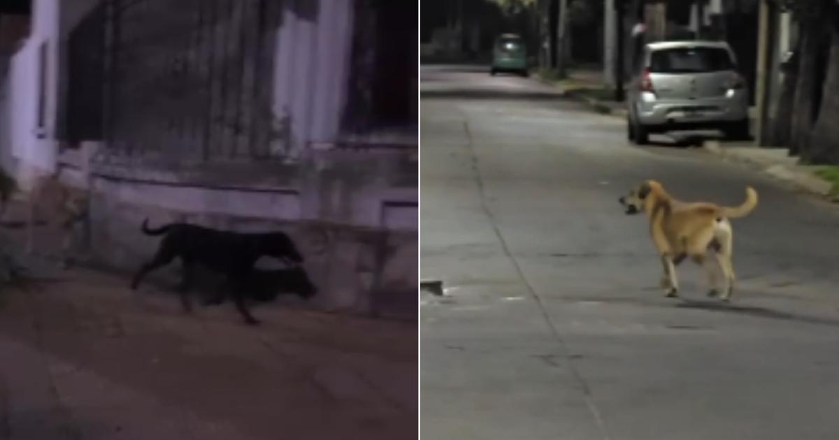 Los perros son vistos siempre de noche