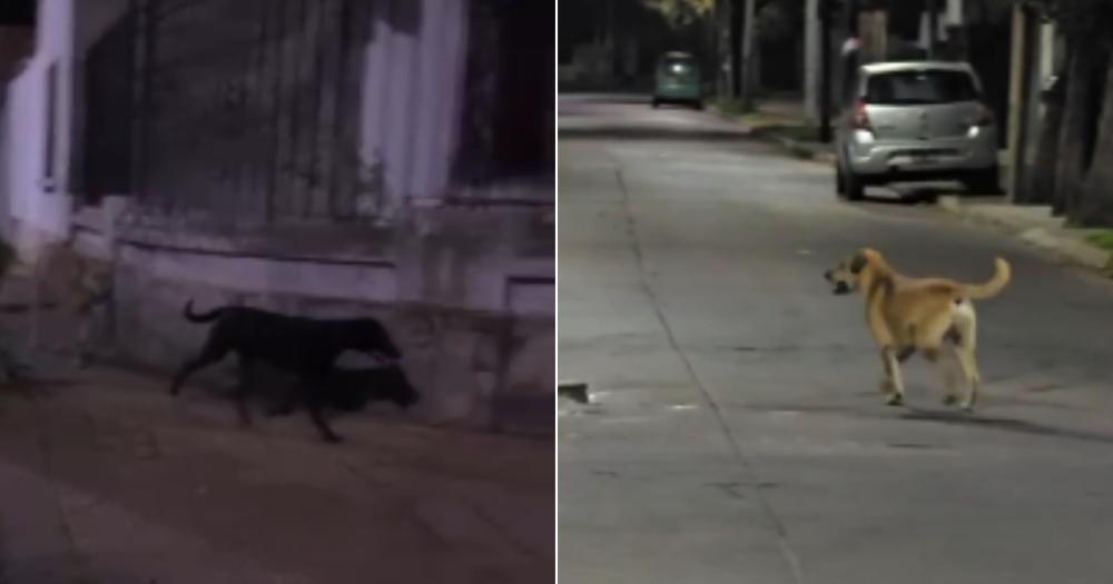 Los perros son vistos siempre de noche