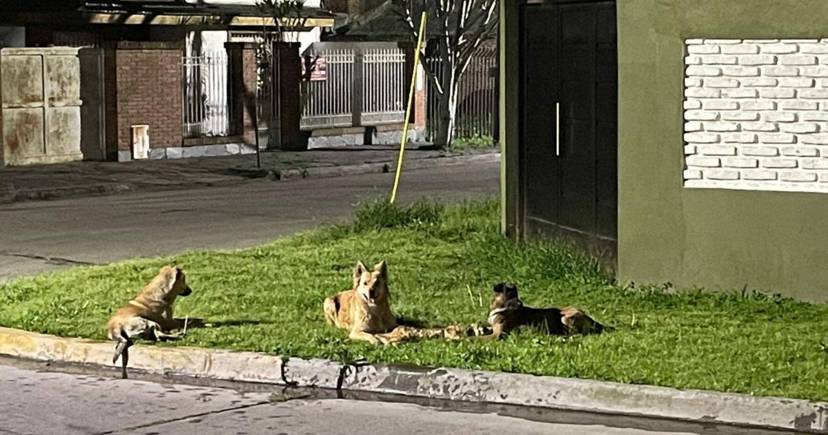 Los perros con lo que sería el cadver de sus víctimas