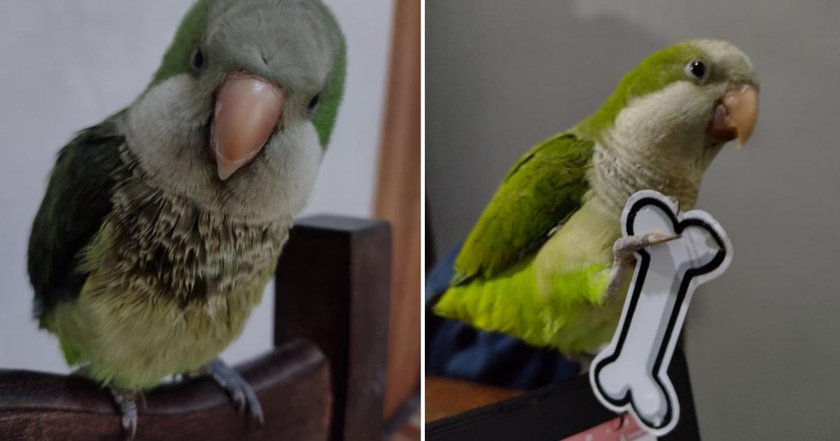 El loro est desaparecido desde el pasado 2 de octubre