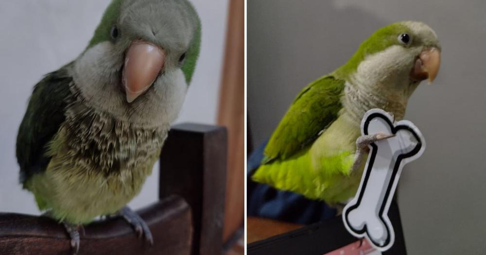 El loro est desaparecido desde el pasado 2 de octubre