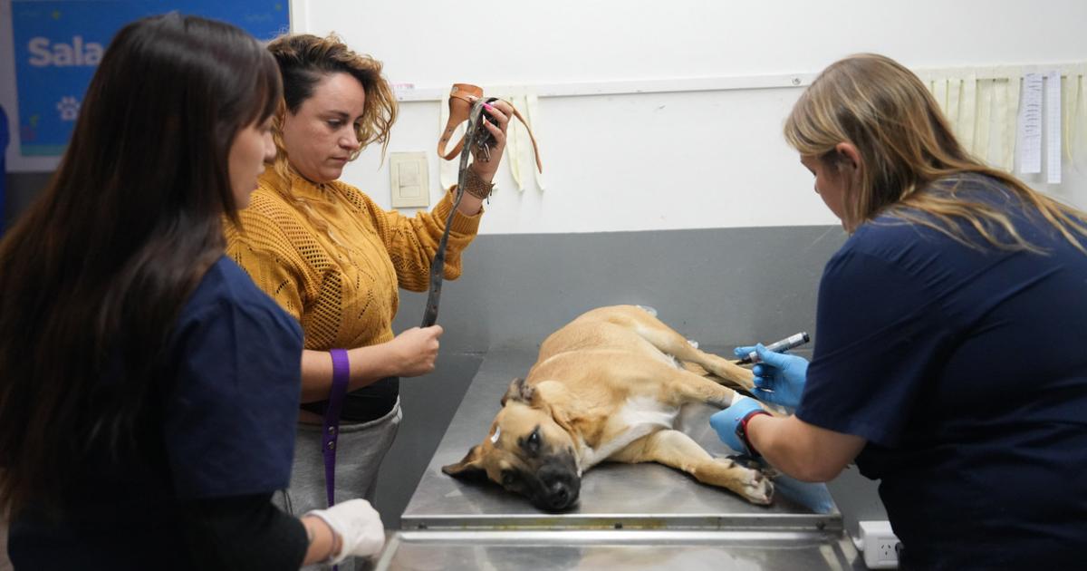 Siguen fortaleciendo la atención veterinaria en Lomas