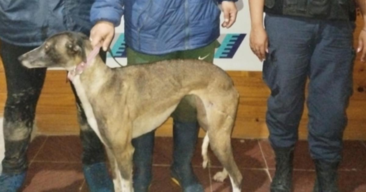 Entraron a cazar con galgos en Brandsen