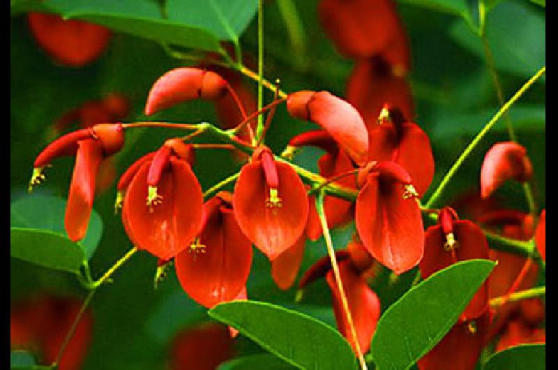 La flor roja del ceibo :: Noticias de Lomas de Zamora | Diario La Unión